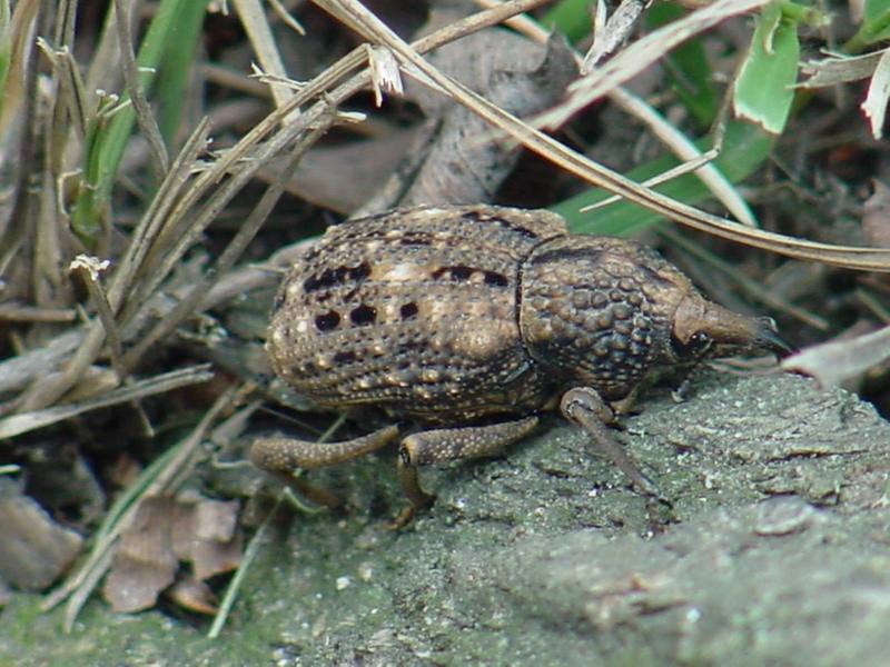 Korean giant weevil; DISPLAY FULL IMAGE.