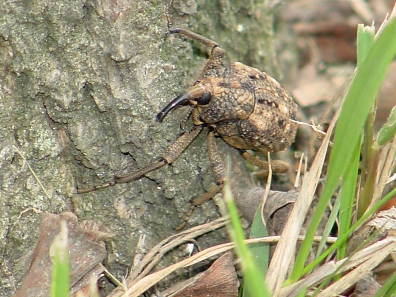 Korean giant weevil; DISPLAY FULL IMAGE.