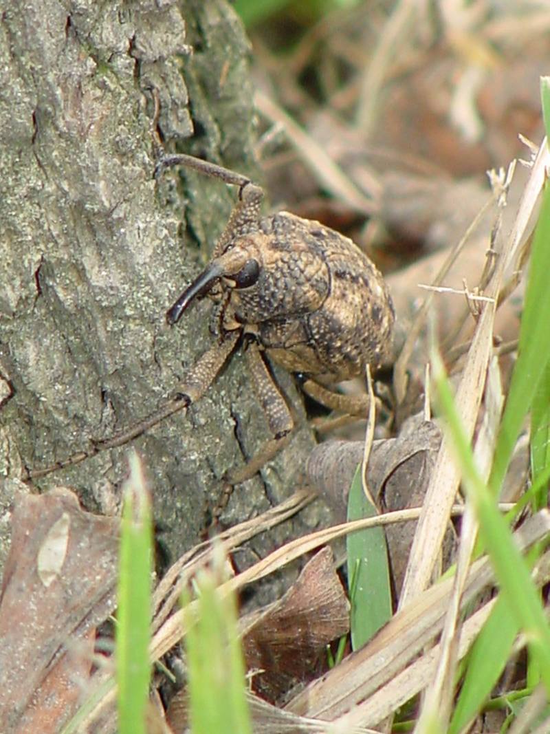 Korean giant weevil; DISPLAY FULL IMAGE.