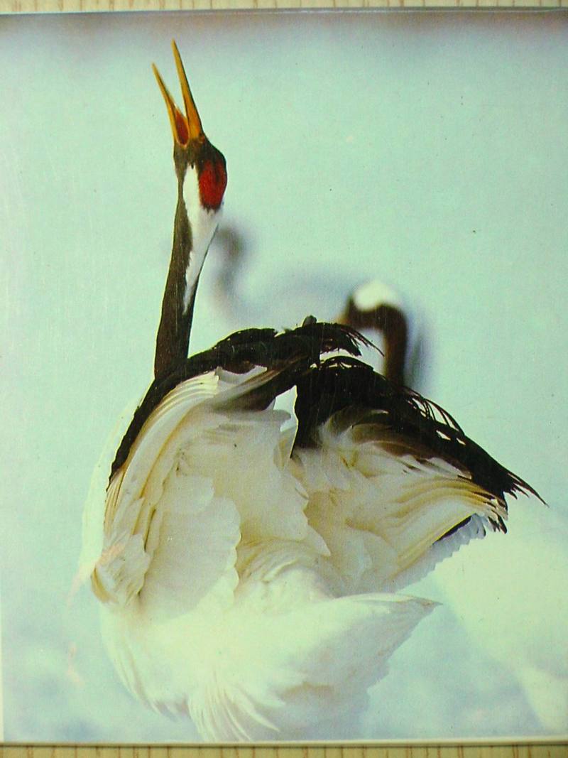 Red-crowned cranes; DISPLAY FULL IMAGE.