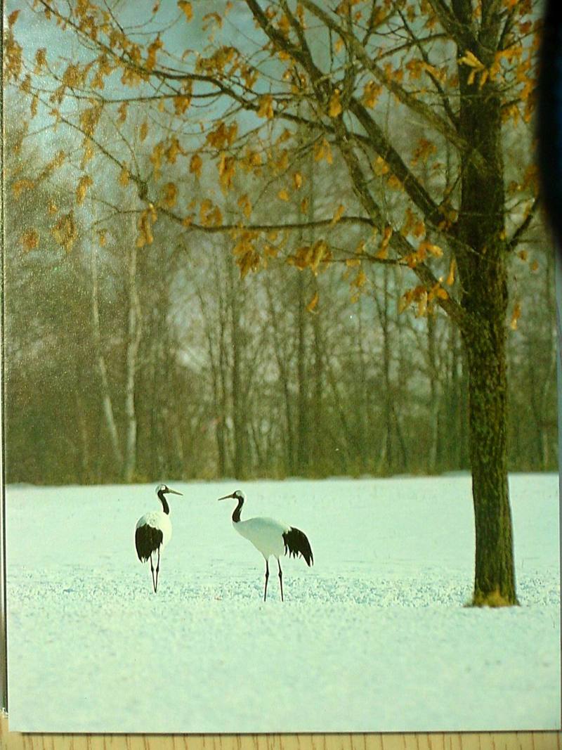 POSTCARD: Red-crowned cranes; DISPLAY FULL IMAGE.