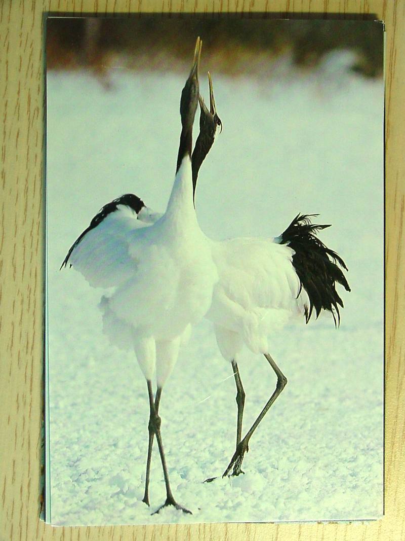 POSTCARD: Red-crowned cranes; DISPLAY FULL IMAGE.