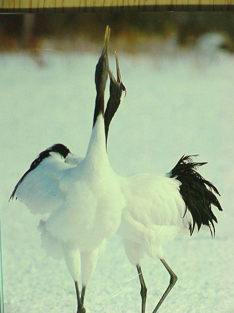 POSTCARD: Red-crowned cranes; DISPLAY FULL IMAGE.