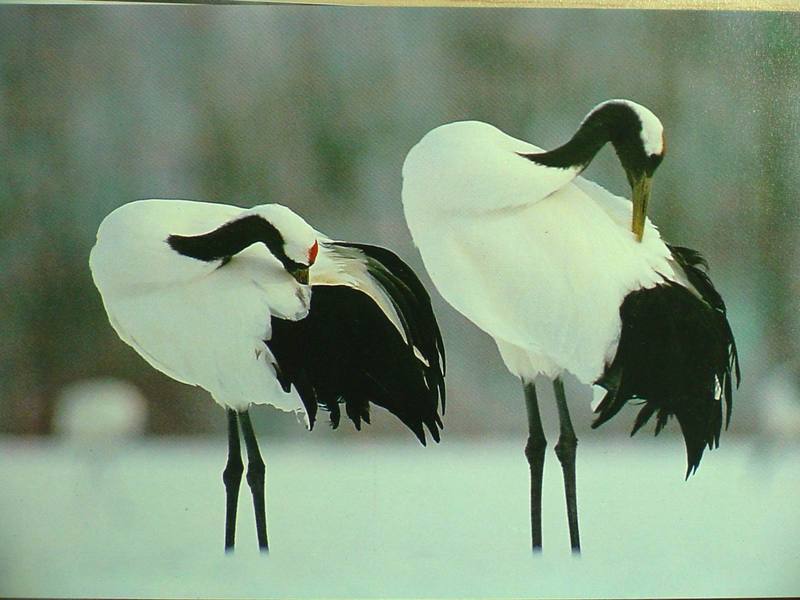 POSTCARD: Red-crowned cranes; DISPLAY FULL IMAGE.