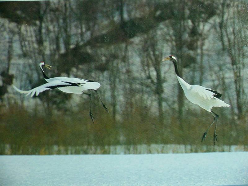 POSTCARD: Red-crowned cranes; DISPLAY FULL IMAGE.