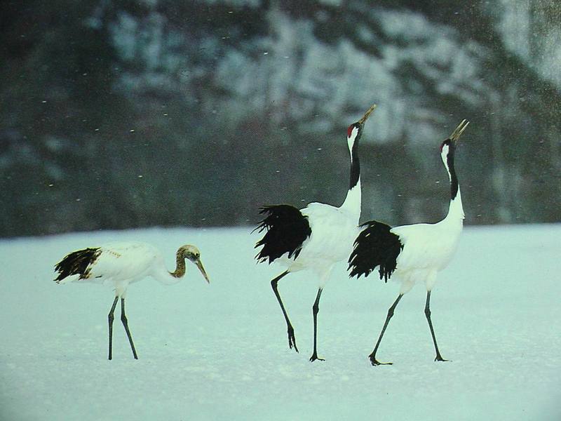 POSTCARD: Red-crowned cranes; DISPLAY FULL IMAGE.