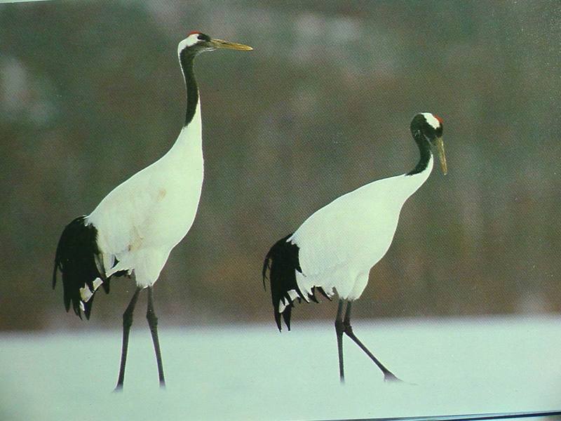 POSTCARD: Red-crowned cranes; DISPLAY FULL IMAGE.