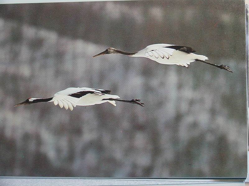 POSTCARD: Red-crowned cranes; DISPLAY FULL IMAGE.