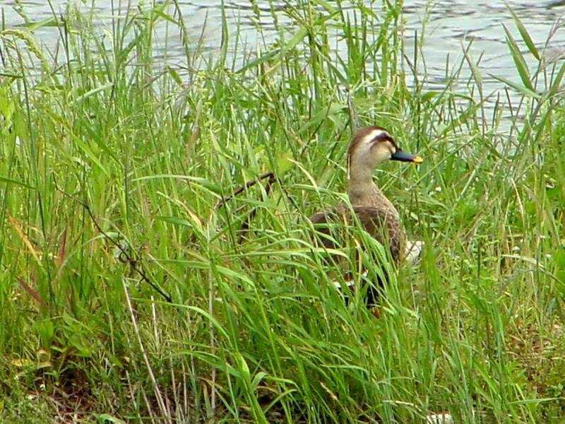 Spotbill Ducks; DISPLAY FULL IMAGE.