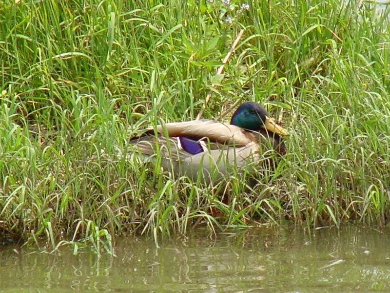 Mallard drake; DISPLAY FULL IMAGE.