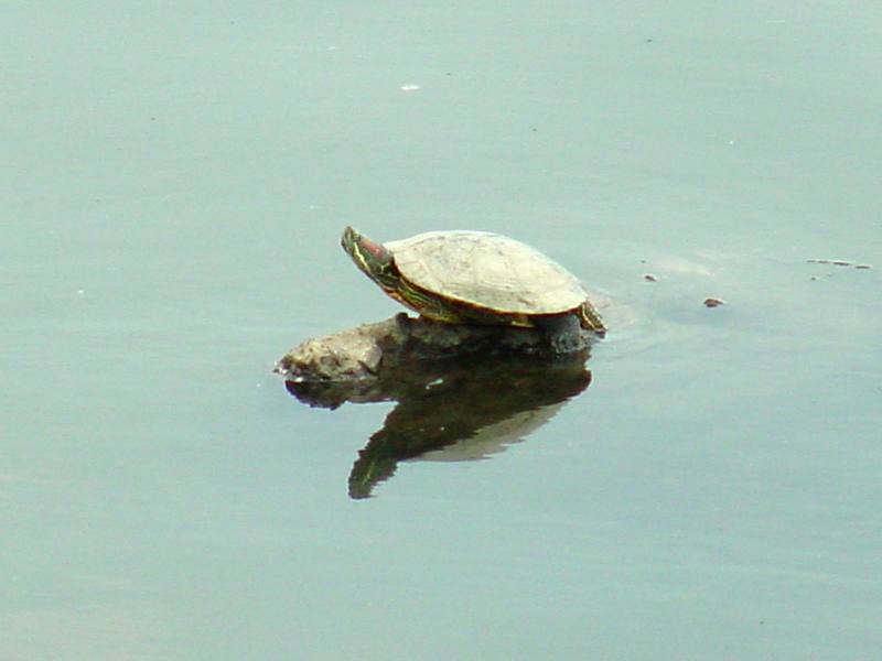 Red-eared Pond Slider; DISPLAY FULL IMAGE.