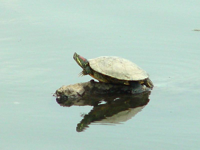 Red-eared Pond Slider; DISPLAY FULL IMAGE.