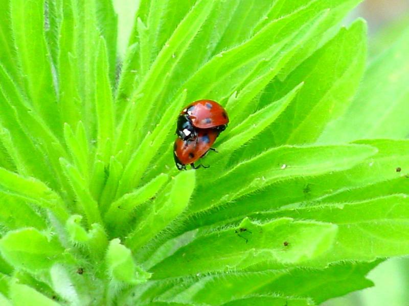 Sevenspot ladybugs (mating); DISPLAY FULL IMAGE.