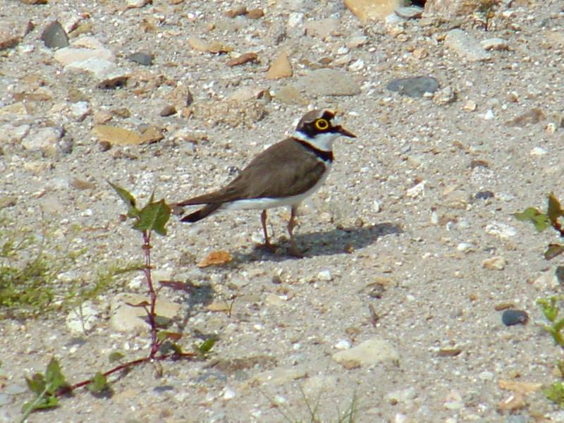 Little ringed plover; DISPLAY FULL IMAGE.