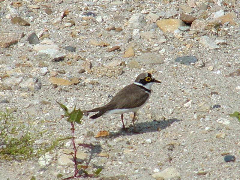 Little ringed plover; DISPLAY FULL IMAGE.