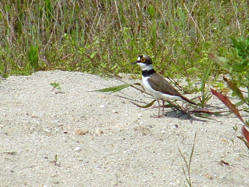 Little ringed plover; DISPLAY FULL IMAGE.