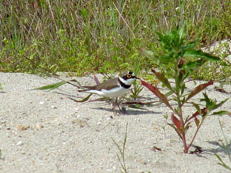 Little ringed plover; DISPLAY FULL IMAGE.