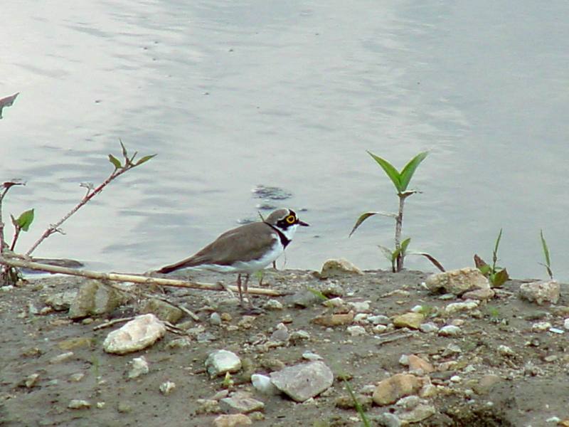 Little ringed plover; DISPLAY FULL IMAGE.