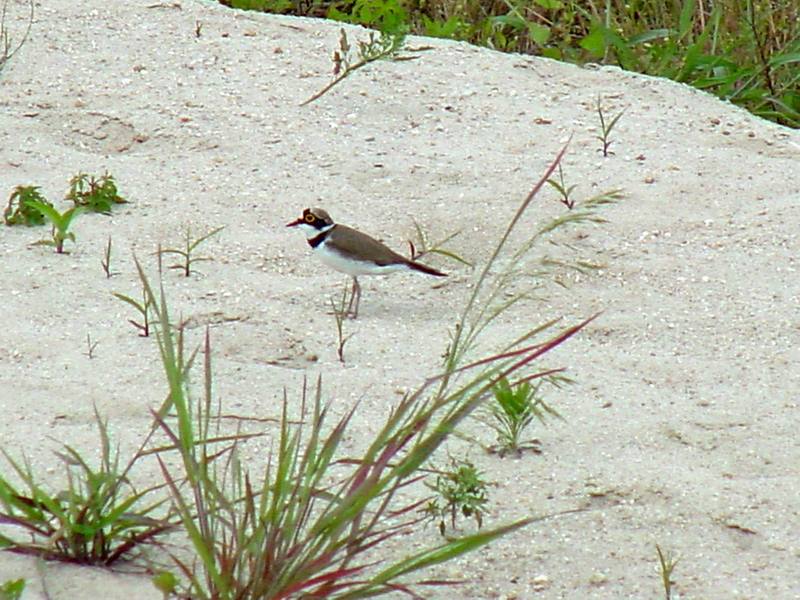 Little ringed plover; DISPLAY FULL IMAGE.