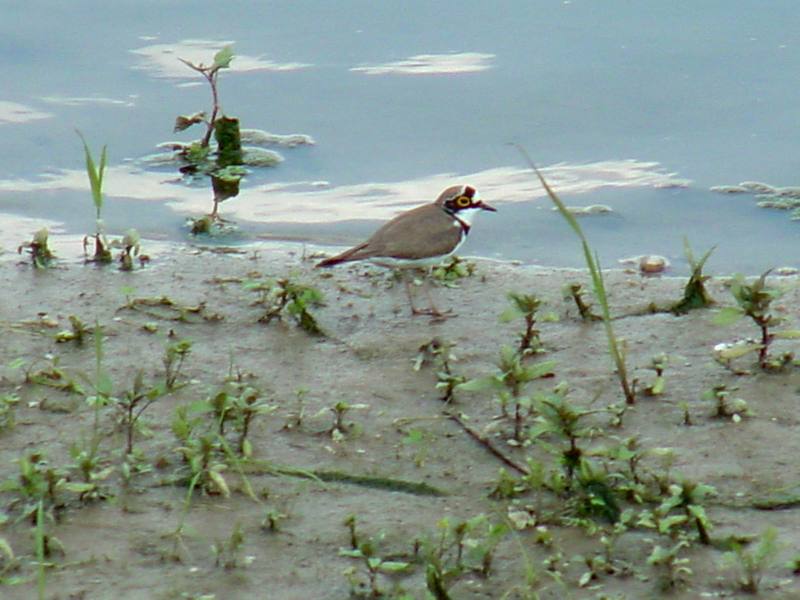 Little ringed plover; DISPLAY FULL IMAGE.