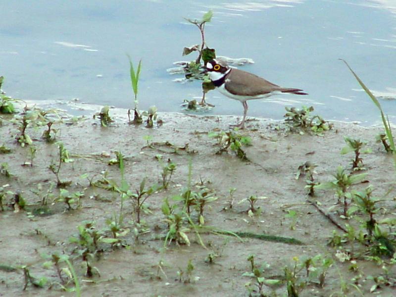 Little ringed plover; DISPLAY FULL IMAGE.