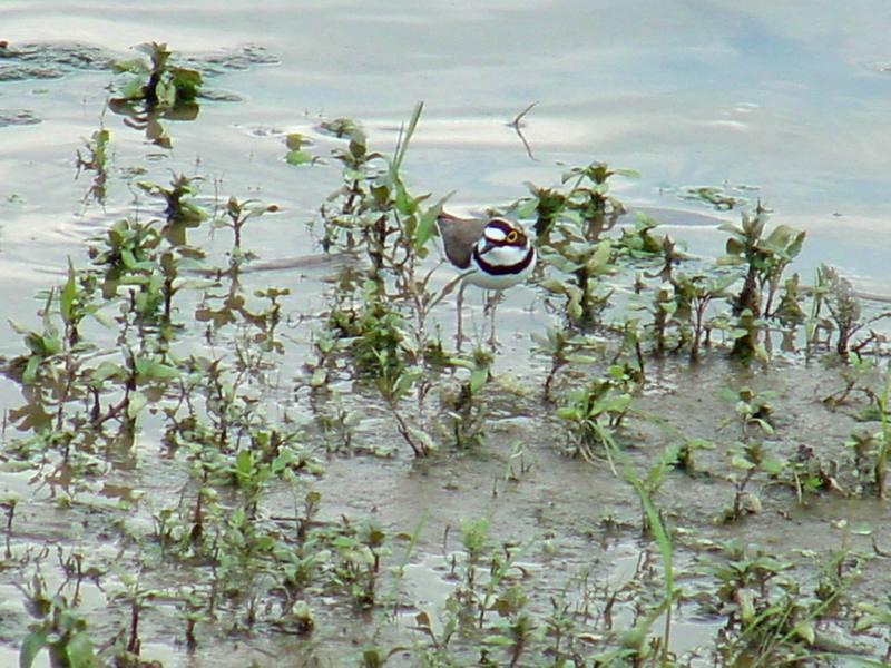 Little ringed plover; DISPLAY FULL IMAGE.