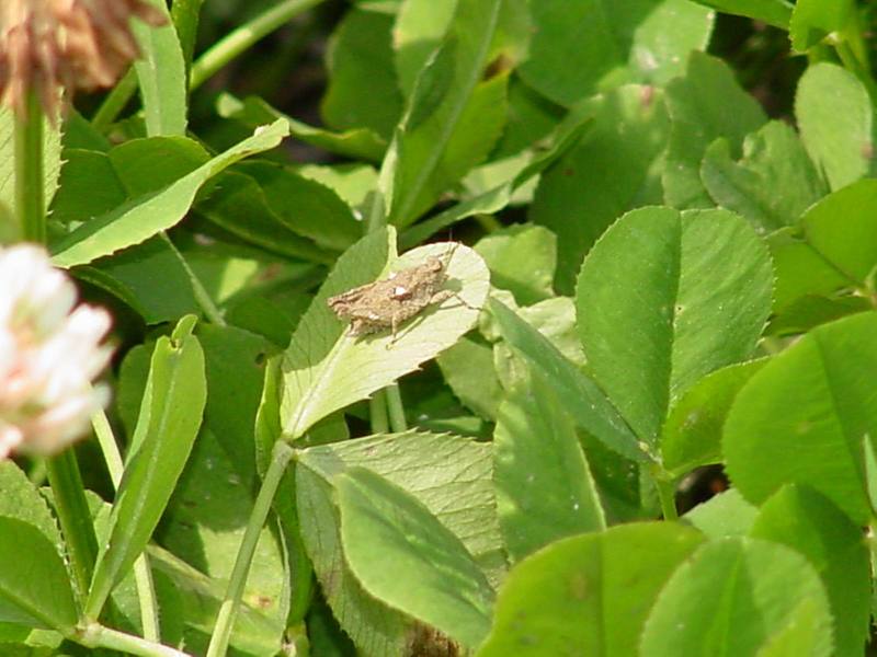 Grasshopper instar; DISPLAY FULL IMAGE.