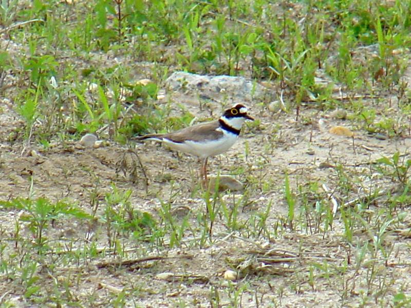 Little ringed plovers; DISPLAY FULL IMAGE.