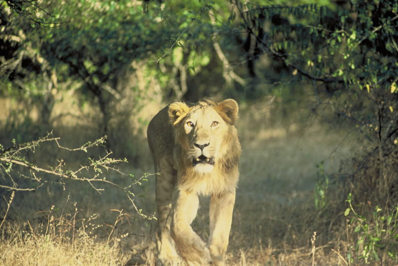 Public domain Asiatic Lion image from USFWS; DISPLAY FULL IMAGE.