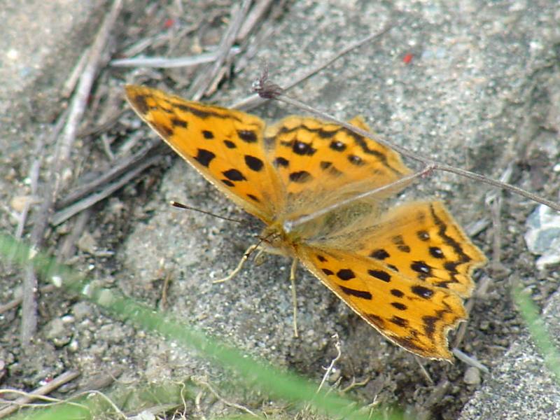 Asian Comma Butterfly (네발나비); DISPLAY FULL IMAGE.