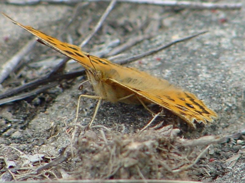 Asian Comma Butterfly (네발나비); DISPLAY FULL IMAGE.