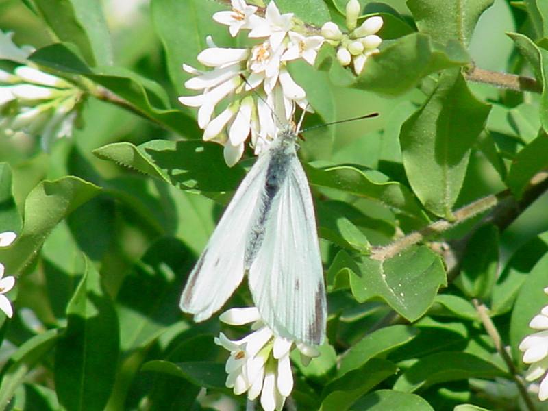 배추흰나비 (Common cabbage white butterfly); DISPLAY FULL IMAGE.
