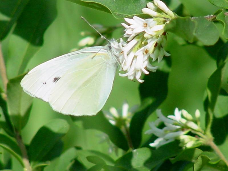 배추흰나비 (Common cabbage white butterfly); DISPLAY FULL IMAGE.