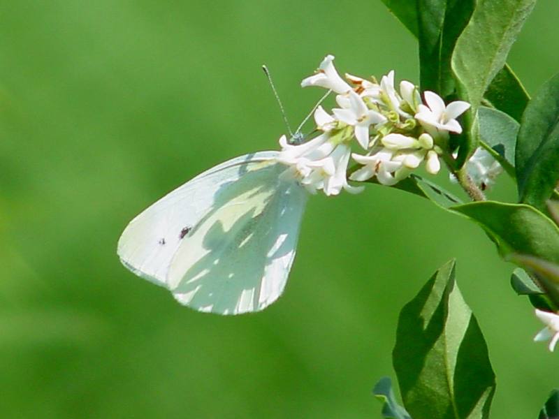 배추흰나비 (Common cabbage white butterfly); DISPLAY FULL IMAGE.