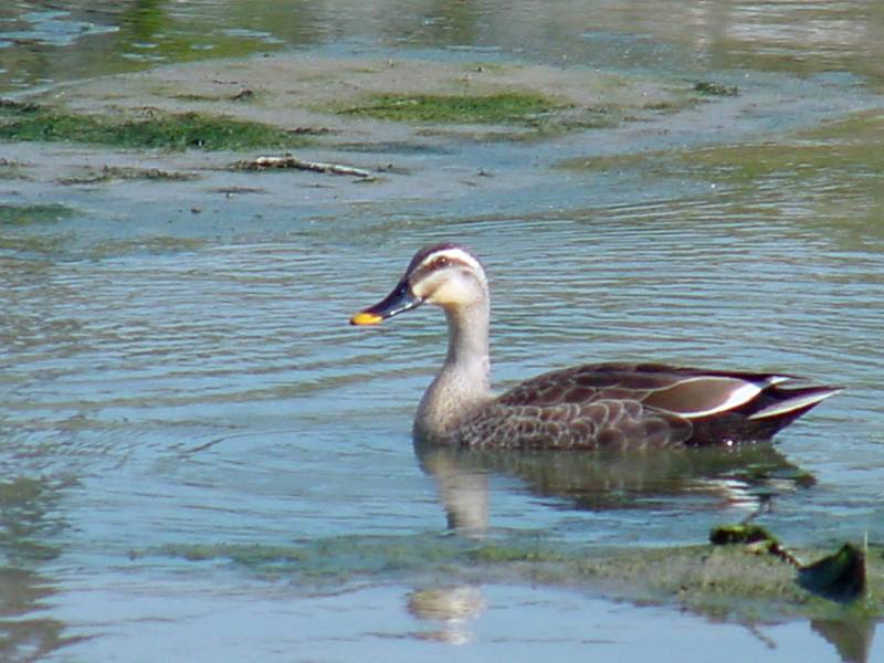 Spotbill ducks; DISPLAY FULL IMAGE.