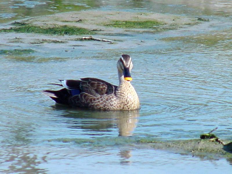 Spotbill ducks; DISPLAY FULL IMAGE.