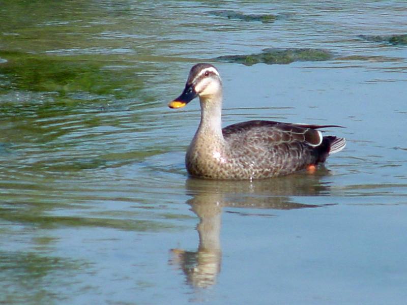 Spotbill ducks; DISPLAY FULL IMAGE.