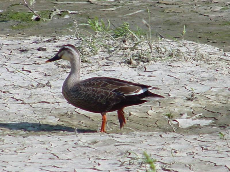 Spotbill ducks; DISPLAY FULL IMAGE.