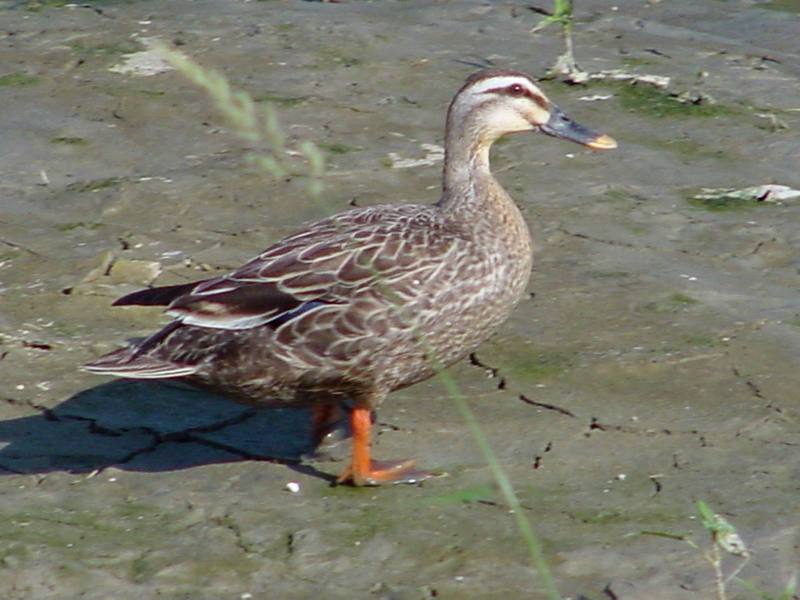 Spotbill ducks; DISPLAY FULL IMAGE.