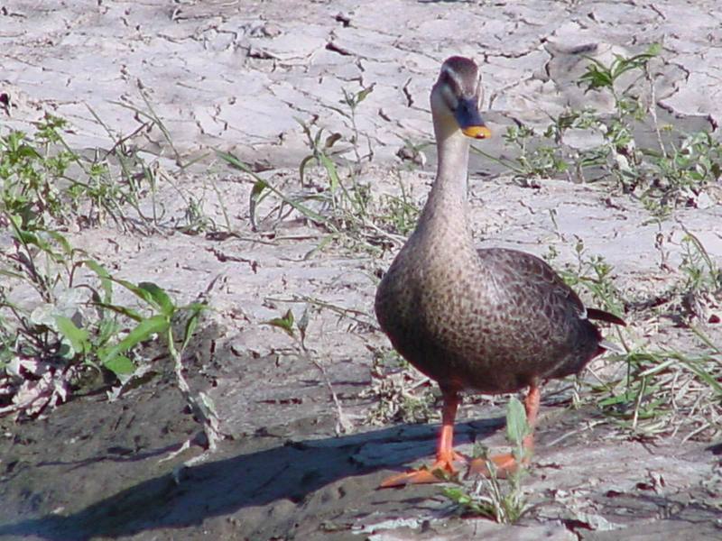 Spotbill ducks; DISPLAY FULL IMAGE.