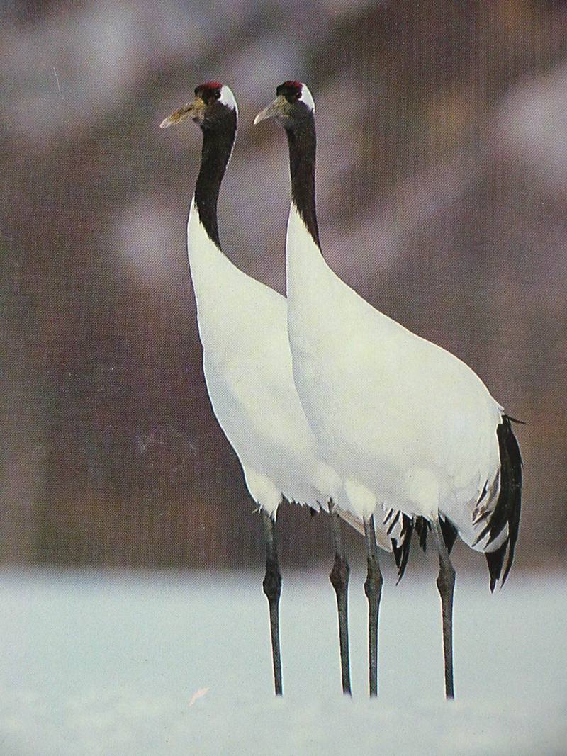 POSTCARD: Red-crowned cranes; DISPLAY FULL IMAGE.