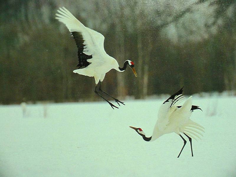 POSTCARD: Red-crowned cranes; DISPLAY FULL IMAGE.