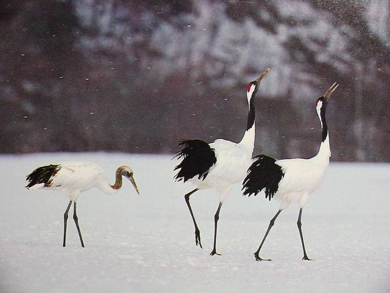 POSTCARD: Red-crowned cranes; DISPLAY FULL IMAGE.