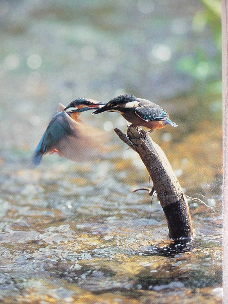 POSTCARD: Common Kingfisher; DISPLAY FULL IMAGE.