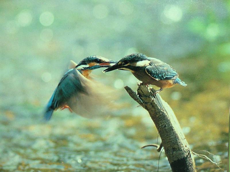 POSTCARD: Common Kingfisher; DISPLAY FULL IMAGE.