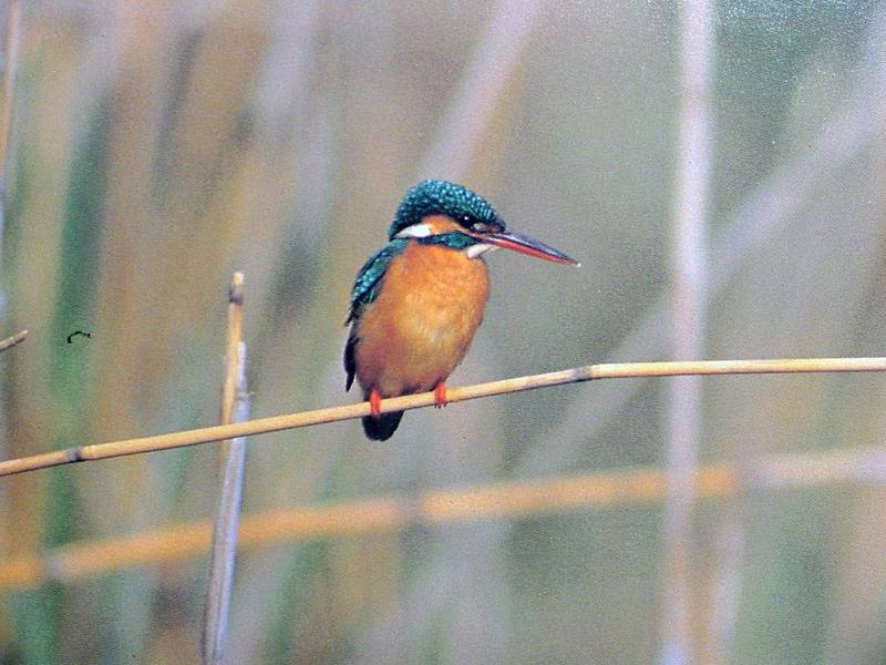 POSTCARD: Common Kingfisher; DISPLAY FULL IMAGE.