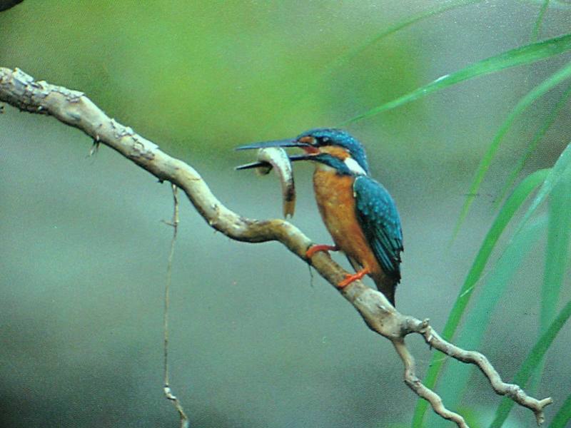 POSTCARD: Common Kingfisher; DISPLAY FULL IMAGE.