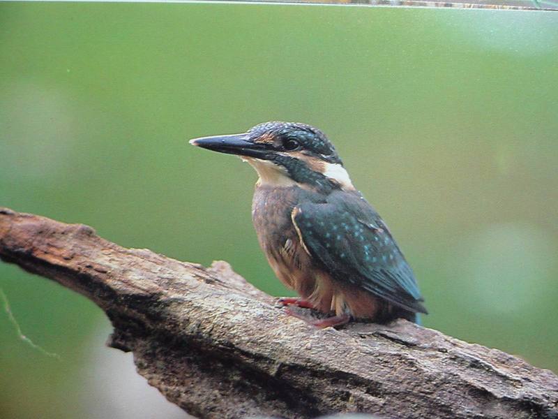 POSTCARD: Common Kingfisher (물총새); DISPLAY FULL IMAGE.