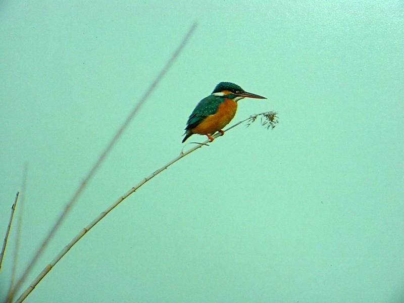 POSTCARD: Common Kingfisher (물총새); DISPLAY FULL IMAGE.