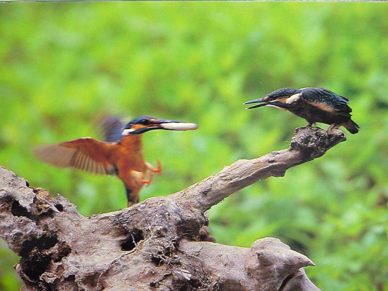 POSTCARD: Common Kingfisher; DISPLAY FULL IMAGE.